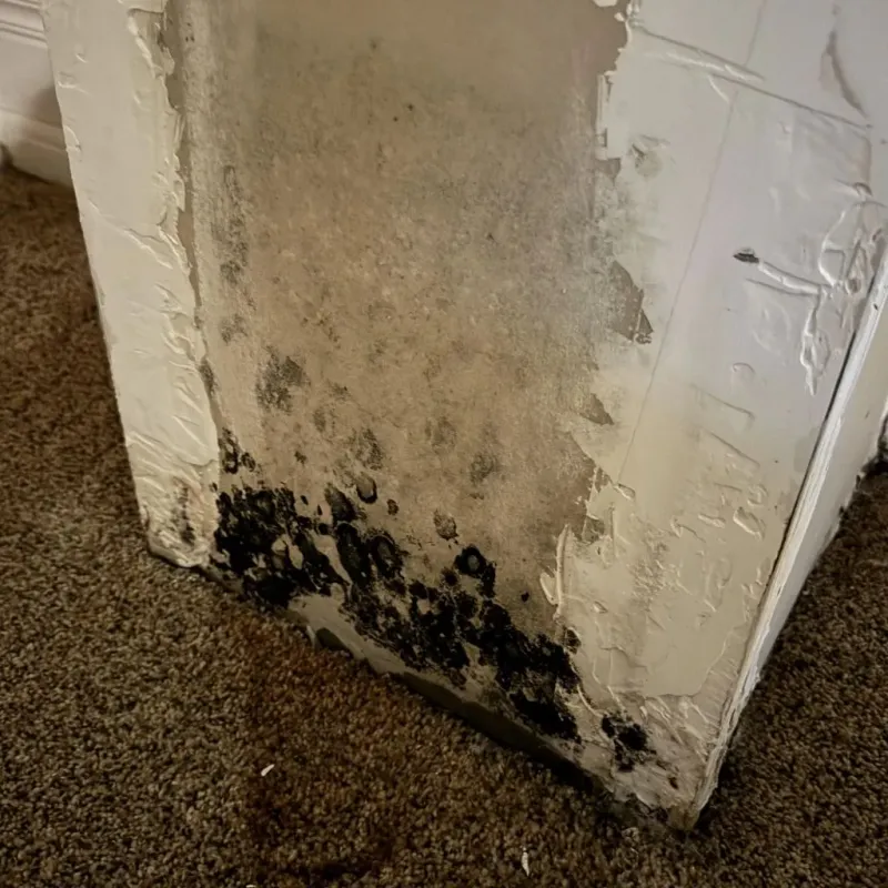 Professional Mold Removal in Crockett, CA